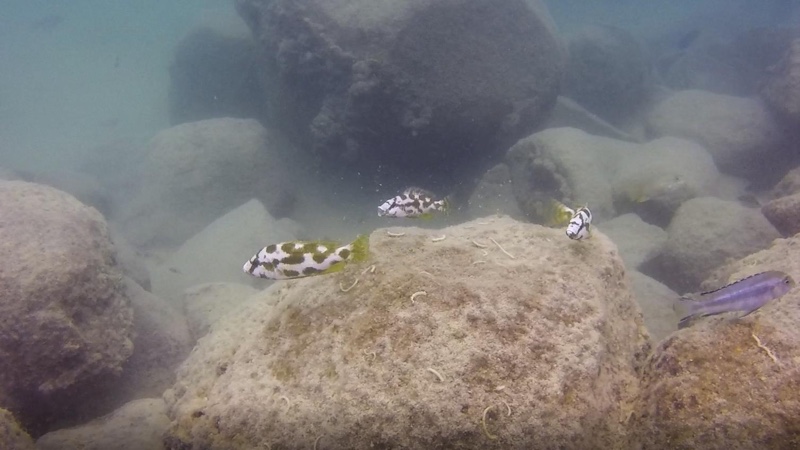 Nimbochromis livingstonii 'Mbamba Islands'
